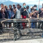 Nelayan Palu Berhasil Jerat Buaya yang Berkeliaran di Drainase Warga