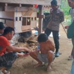 Dua Warga Dampal Selatan Tolitoli Diciduk Polisi, Ditemukan 67 Paket Sabu di Pondok Kebunnya