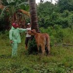 Seribu Ekor Sapi di Tolitoli Divaksin PMK