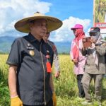 Parimo Panen Padi 10 Ribu Hektare Lebih di 11 Kecamatan Sepanjang Maret 2023