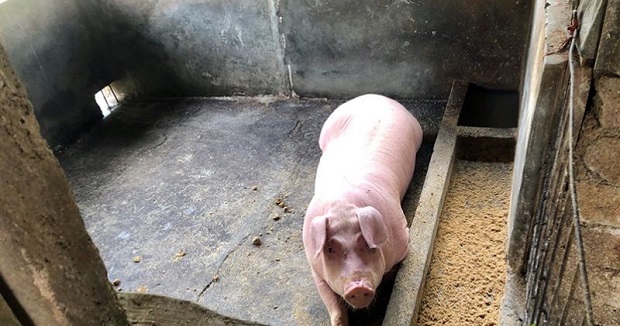Terserang Virus ASF, Peternak Babi di Parimo Diminta Kosongkan Kandangnya