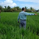 Pertanian Ramah Lingkungan, Langkah PT Vale Wujudkan Kemandiran Masyarakat