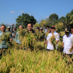 Cerita Petani Organik Binaan PT Vale di Kolaka: 11 Kali Panen, Hasil Makin Melimpah