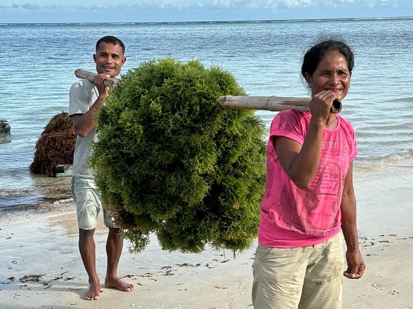 Dugaan Penggelapan Kompensasi BTIIG, Petani Rumput Laut Morowali Terus Tuntut Haknya