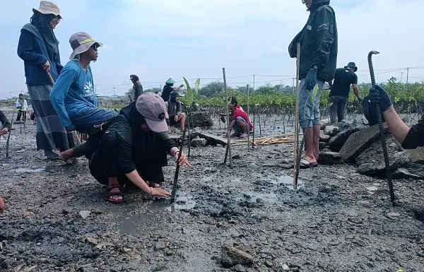 Kawasan Konservasi Mangrove Teluk Palu, Ditemukan Empat Fauna Langka Penghuni Baru