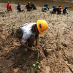 Mangrove dan Upaya PT IMIP Melestarikan Pesisir Bahodopi