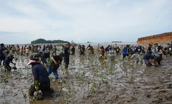 Mangrove dan Upaya PT IMIP Melestarikan Pesisir Bahodopi