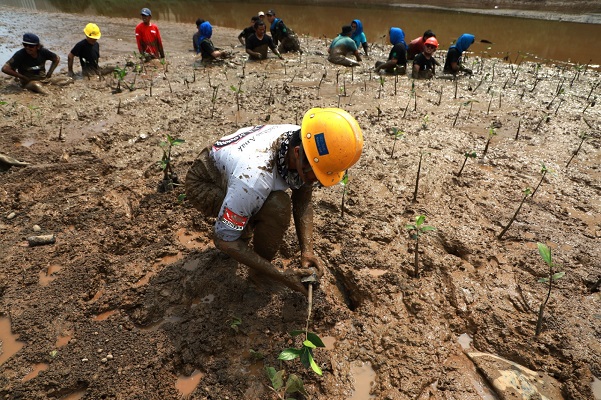 Mangrove dan Upaya PT IMIP Melestarikan Pesisir Bahodopi