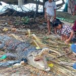 Meresahkan Warga Sausu Peore Parimo, Buaya Ukuran 3 Meter Akhirnya Ditangkap
