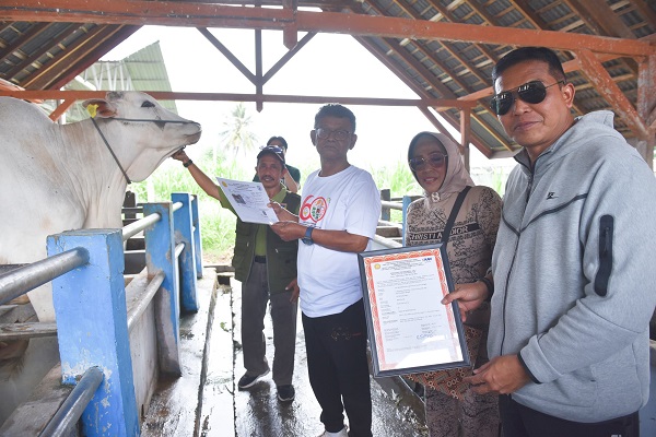 Gubernur Rusdy Tantang Disbunak Sulteng Tingkatkan Produksi Daging Sapi