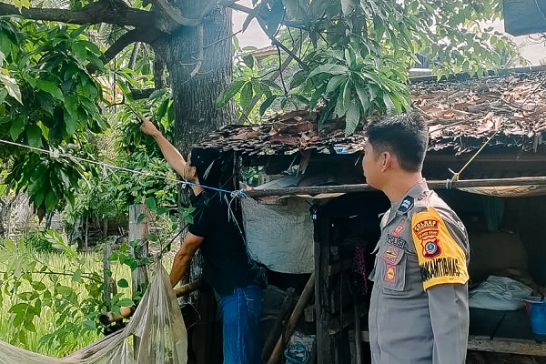 Pemuda Asal Toili Banggai Ditemukan Tewas Tergantung di Pohon Mangga