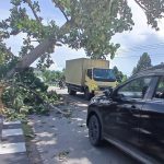 Pohon Posisi Miring dan Nyaris Tumbang di Jalan Trans Balinggi Parimo