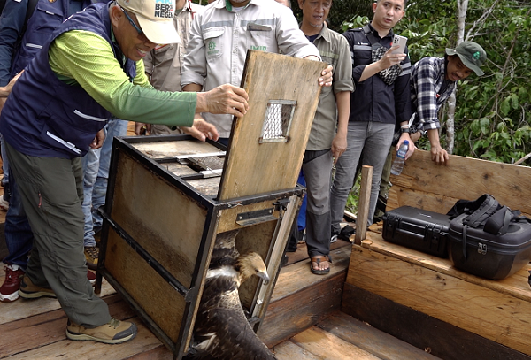 Puluhan Satwa Endemik Sulawesi Dilepasliarkan BKSDA Sulteng-IMIP di TWA Tokobae