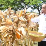 Tinjau Panen Jagung di Sumbawa, Presiden Jokowi Tekankan Pentingnya Keseimbangan Harga