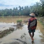 Petani di Sausu Peore Parimo Merugi Besar, Padi Terendam Lumpur Akibat Banjir
