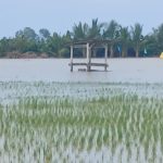 Petani di Sausu Peore Parimo Terancam Gagal Panen, Ratusan Hektare Sawah Terendam Banjir