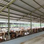 Tingkatkan Kesejahteraan Masyarakat Desa, Pemkab Blora dan Arie Triyono Sinergikan Peternakan Terintegrasi