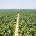 PT ANA Dinilai Adu Domba Warga dan Tak Patuh Terhadap Proses Mediasi Pemda