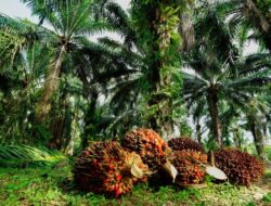 Rencana Penertiban di PT ANA Memperburuk Situasi, Para Petani Minta Penyelesaian Konflik Agraria