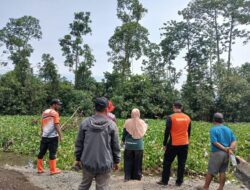 Warga Tompira Ini Diterkam Buaya saat Mencari Besi Tua di Tepi Rawa Bunta Morowali Utara