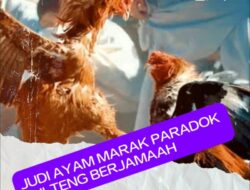 Judi Sabung Ayam Berkedok Big Game di Palu, Nilai Taruhan hingga Rp500 Jutaan