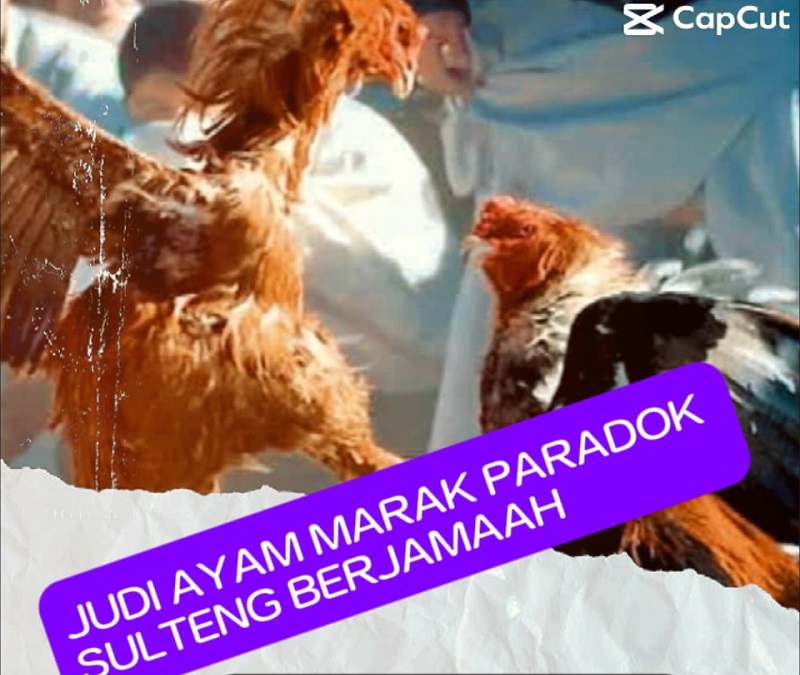 Judi Sabung Ayam Berkedok Big Game di Palu, Nilai Taruhan hingga Rp500 Jutaan