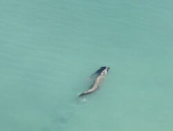 Seorang Pelaut Tewas Diterkam Buaya di Pantai Talise Kampung Nelayan Palu