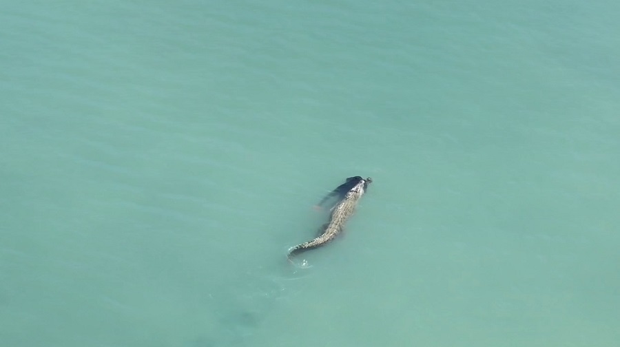 Seorang Pelaut Tewas Diterkam Buaya di Pantai Talise Kampung Nelayan Palu