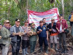 Komitmen Jaga Kelestarian Hutan, Bupati Sigi Menutup Tambang Ilegal di Desa Tomado Lindu