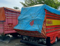 Ada Ilegal Logging di Cagar Alam Taronggo Morowali Utara, Kayu Kumia Batu Incaran Pelaku