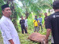 Camat Nasron: Jumlah Hewan Kurban di Kecamatan Witaponda Meningkat Tahun Ini