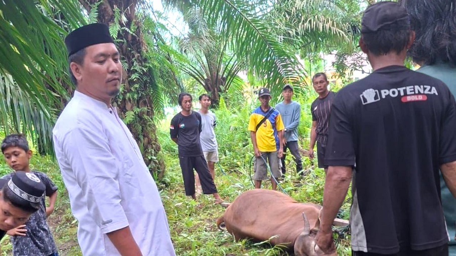 Camat Nasron: Jumlah Hewan Kurban di Kecamatan Witaponda Meningkat Tahun Ini