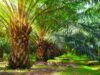 Dinilai Tak Transparan, Warga Desa Towara Kritisi Pelepasan Lahan Plasma PT ANA