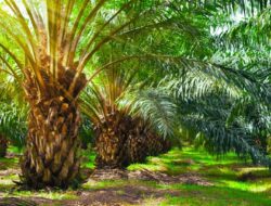 Dinilai Tak Transparan, Warga Desa Towara Kritisi Pelepasan Lahan Plasma PT ANA