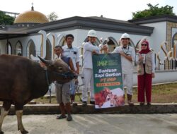 Jelang Idul Adha 1446H, IMIP Salurkan 22 Ekor Sapi di Morowali