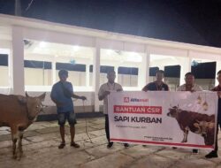 Momen Iduladha 1446H, Alfamidi Salurkan Hewan Kurban untuk Masyarakat Pohuwato