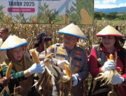 Wagub Sulteng Hadiri Panen Raya Jagung Serentak di Donggala