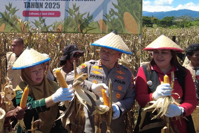 Wagub Sulteng Hadiri Panen Raya Jagung Serentak di Donggala