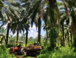 IUP Nikel dan Lahan Sawit di Opo dan Lemo Morowali Utara Tumpang Tindih