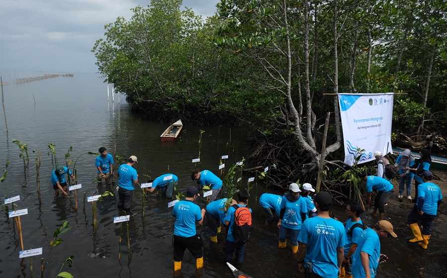 Peringati Hari Mangrove Sedunia, PT Vale Tanam Ribuan Mangrove dan Restorasi Terumbu Karang di Pesisir Malili