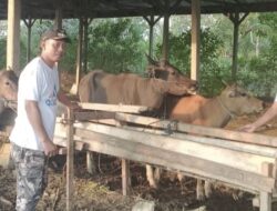 Program Ketahanan Pangan Desa Harapan Jaya, BUMDes Kelola Penggemukan Sapi
