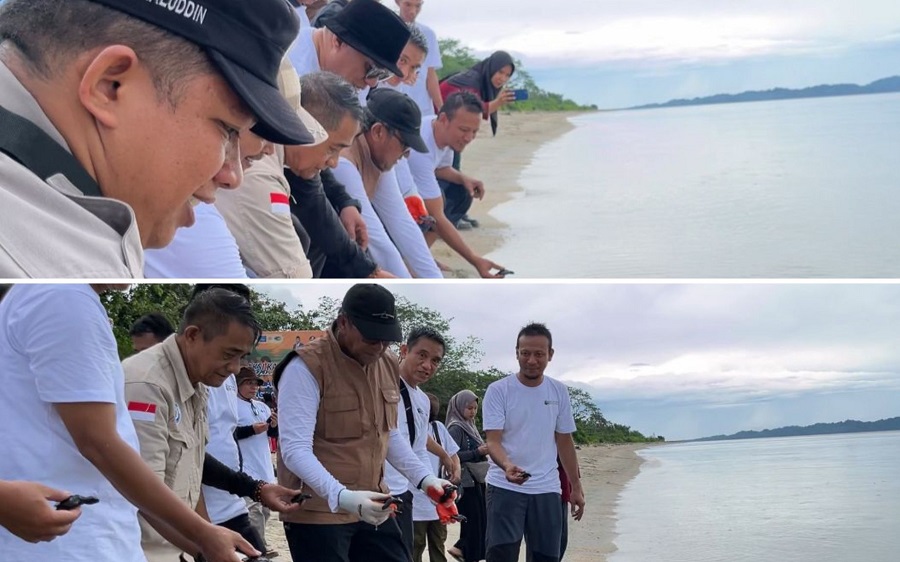 DKP Sulteng Lepas Ratusan Tukik di Pantai Lentora Donggala