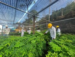 PT BDM Target Reklamasi 1.337 Hektare Lahan Pascatambang