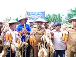 Panen Raya Jagung di Sigi, Pemprov Sulteng Komitmen Pertanian Prioritas Pembangunan