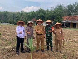 Dukung Ketahanan Pangan Nasional, 200 Bibit Pohon Kelapa ditanam di SAE Lapas Way Kanan