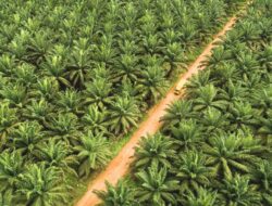 Solusi Nyata Hanya Ilusi dari Gubernur dan Bupati Morut Soal Konflik Agraria di PT ANA, Lip Service?