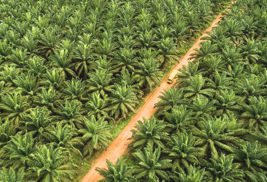 Solusi Nyata Hanya Ilusi dari Gubernur dan Bupati Morut Soal Konflik Agraria di PT ANA, Lip Service?