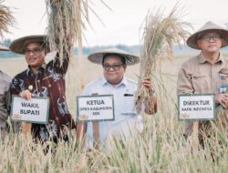 Panen Raya di Desa Sibalaya Utara, Bukti Sigi Mampu Bangkit dari Keterpurukan