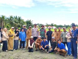 Program Ketahanan Pangan Desa Sampeantaba: Tebar 10 Ribu Benih Ikan Nila di Kolam Air Tawar