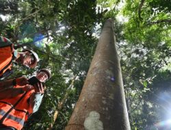 Ular Hitam Muncul di Arboretum Himalaya, Kisah Restorasi Kawasan Tambang PT Vale